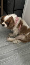 Lost Female Dog last seen Neighborhood off highway 34 In Pelham Alabama, Pelham, AL 35124
