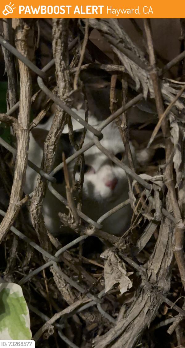 Found/Stray Unknown Cat last seen Cotter way near Summerwood apmts, Hayward, CA 94541
