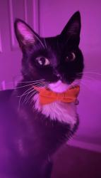 Lost Male Cat last seen Woodgate way, Tallahassee, FL 32308