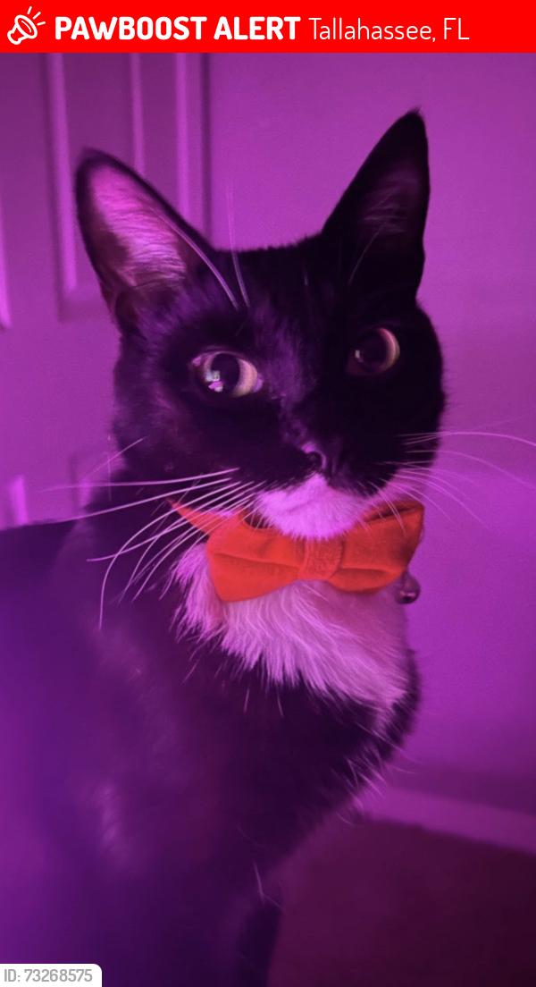 Lost Male Cat last seen Woodgate way, Tallahassee, FL 32308