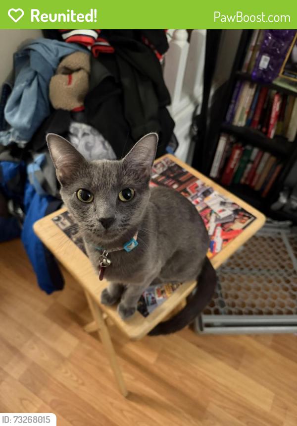 Reunited Female Cat last seen Heather pl, Clementon, NJ 08021