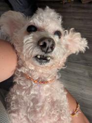 Lost Male Dog last seen Rosa parks elementary, San Diego, CA 92105