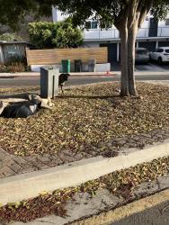 Found/Stray Male Dog last seen Streamview near Glade St, San Diego, CA 92115