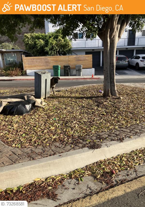 Found/Stray Male Dog last seen Streamview near Glade St, San Diego, CA 92115