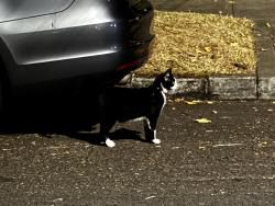 Found/Stray Unknown Cat last seen 51st n ellis, Portland, OR 97206