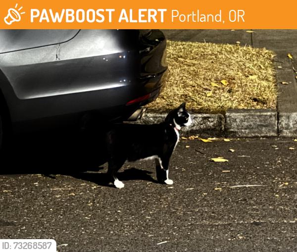 Found/Stray Unknown Cat last seen 51st n ellis, Portland, OR 97206
