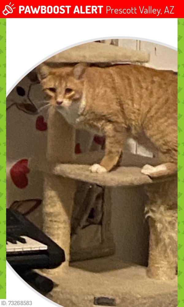 Lost Male Cat last seen Flapjack, Taylor Dr, Navajo, Prescott Valley, AZ 86314