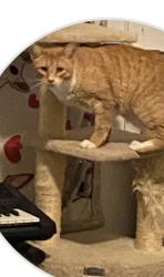 Lost Male Cat last seen Flapjack, Taylor Dr, Navajo, Prescott Valley, AZ 86314