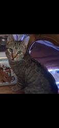 Lost Male Cat last seen Fenimore Rd and Crismon Rd, Mesa, AZ 85207