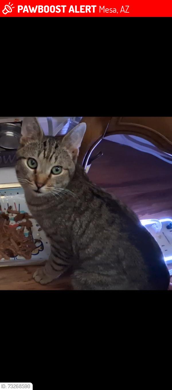 Lost Male Cat last seen Fenimore Rd and Crismon Rd, Mesa, AZ 85207