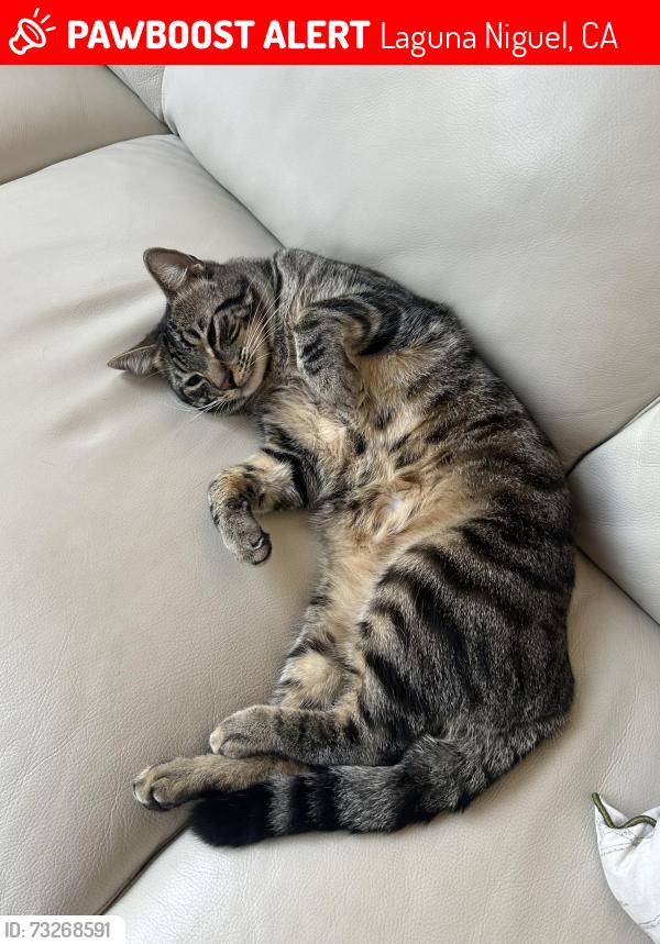 Lost Male Cat last seen Near la siena, Laguna Niguel, CA 92677