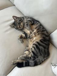 Lost Male Cat last seen Near la siena, Laguna Niguel, CA 92677