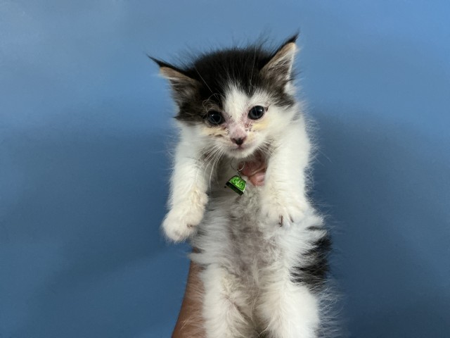 Shelter Stray Male Cat last seen N LIVE OAK ST X W ASH ST, 333 Chandler Pl, San Bernardino, CA 92408, USA