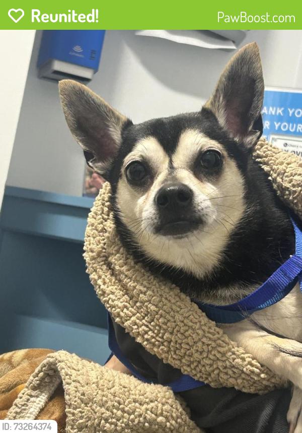 Reunited Male Dog last seen Hardwood and E Ash Lane, Euless, TX 76039