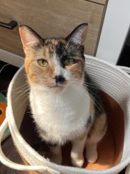 Lost Female Cat last seen Regal, Wichita, KS 67217