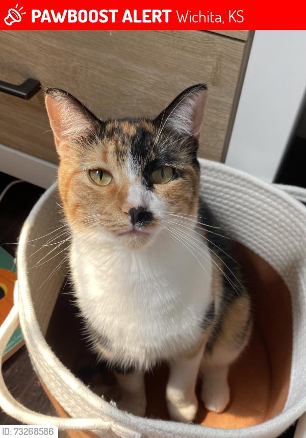 Lost Female Cat last seen Regal, Wichita, KS 67217