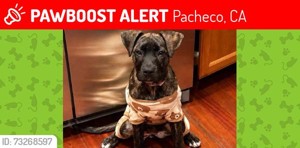 Lost Female Dog last seen First ave pacheco, Pacheco, CA 94553