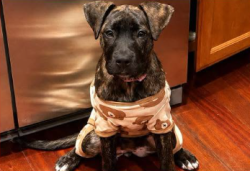 Lost Female Dog last seen First ave pacheco, Pacheco, CA 94553