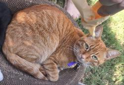 Reunited Male Cat last seen Corner of concerto, mustang ave, pierre van ryneveld, Centurion, GP 0157