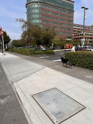 Found/Stray Unknown Dog last seen 5th and Dearborn near Uwaijimaya, Seattle, WA 98104