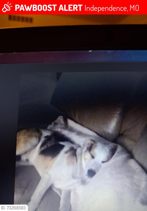 Lost Male Dog last seen 23rd &Hawthorne Ave, Independence, MO 64052