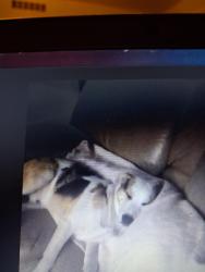 Lost Male Dog last seen 23rd &Hawthorne Ave, Independence, MO 64052