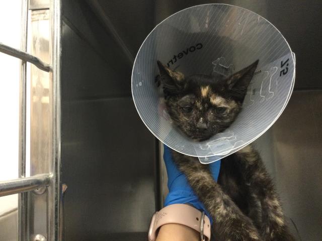 Shelter Stray Female Cat last seen Near BLOCK 111 STE, PALM DESERT CA 92260, 72050 Pet Land Pl, Thousand Palms, CA 92276, USA