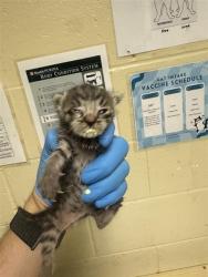 Shelter Stray Male Cat last seen SHADOW TREE DR & HOLLY BRANCH CT, 2127 Front St, Sacramento, CA 95818, USA