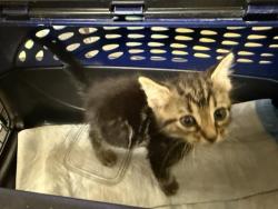 Shelter Stray Female Cat last seen TURNBRIDGE DR & LUTHER DR, 2127 Front St, Sacramento, CA 95818, USA