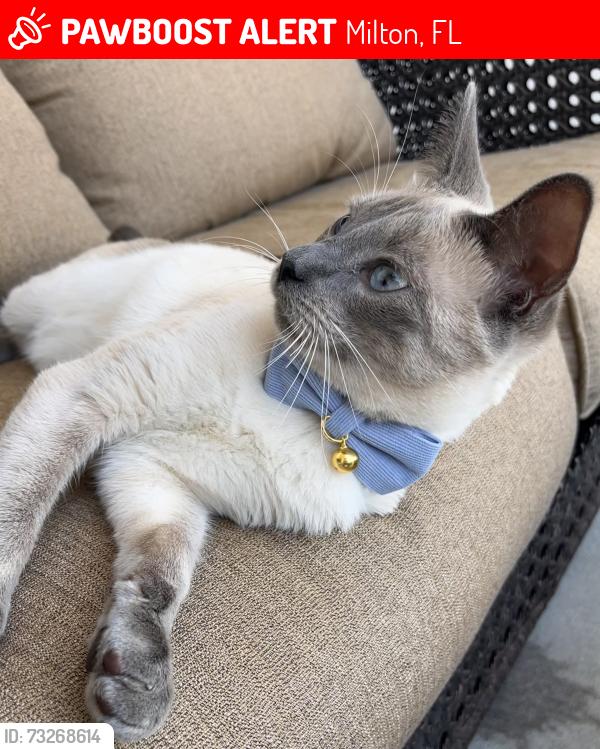 Lost Male Cat last seen Park at Woodlands, Milton, FL 32571
