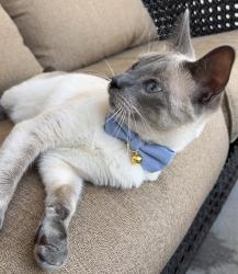 Lost Male Cat last seen Park at Woodlands, Milton, FL 32571