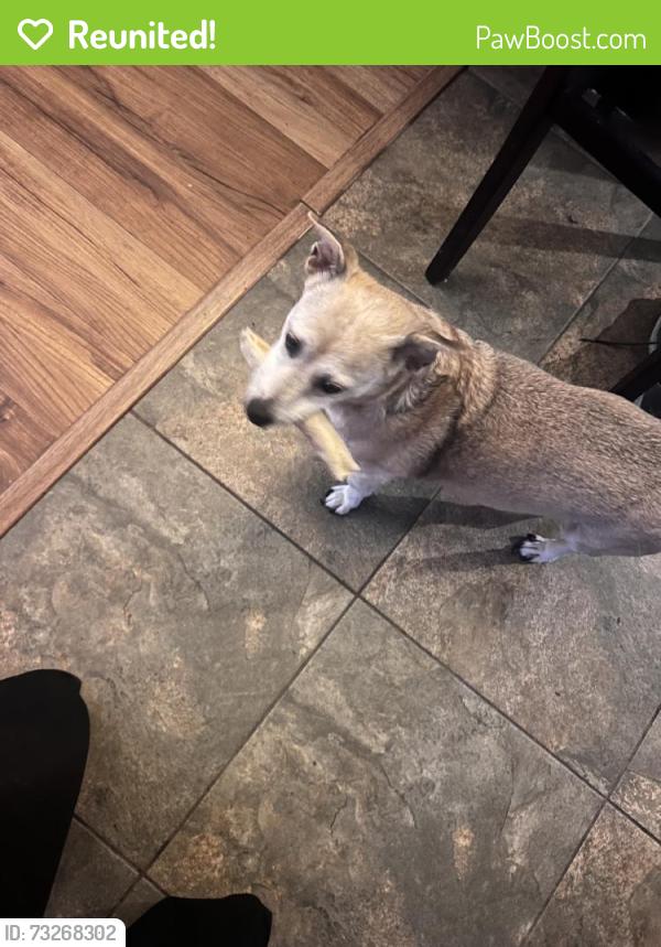 Reunited Male Dog last seen Squire Ln, Frisco, TX 75035, USA, Frisco, TX 75035