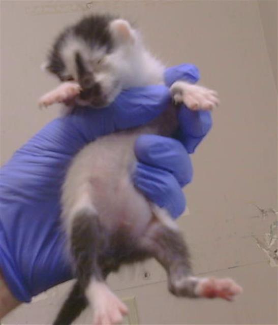 Shelter Stray Female Cat last seen HEMINGWAY DR/KILMER CIR, 95828, 3839 Bradshaw Rd, Sacramento, CA 95827, USA