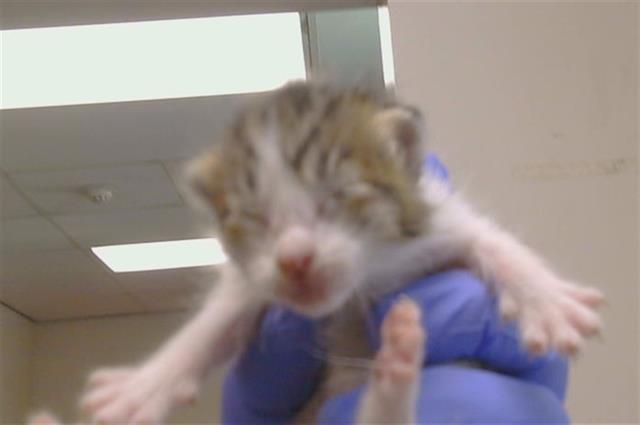 Shelter Stray Female Cat last seen HEMINGWAY DR/KILMER CIR, 95828, 3839 Bradshaw Rd, Sacramento, CA 95827, USA
