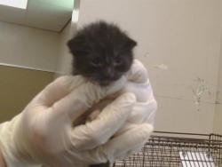 Shelter Stray Male Cat last seen HEMINGWAY DR/KILMER CIR, 95828, 3839 Bradshaw Rd, Sacramento, CA 95827, USA