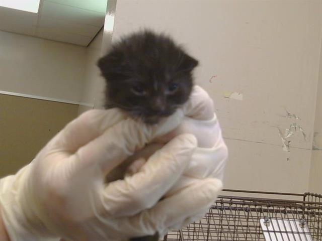 Shelter Stray Male Cat last seen HEMINGWAY DR/KILMER CIR, 95828, 3839 Bradshaw Rd, Sacramento, CA 95827, USA