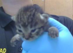 Shelter Stray Female Cat last seen BRADSHAW RD/GOETHE RD, 95827, 3839 Bradshaw Rd, Sacramento, CA 95827, USA