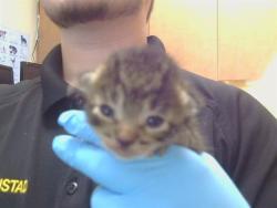 Shelter Stray Male Cat last seen BRADSHAW RD/GOETHE RD, 95827, 3839 Bradshaw Rd, Sacramento, CA 95827, USA