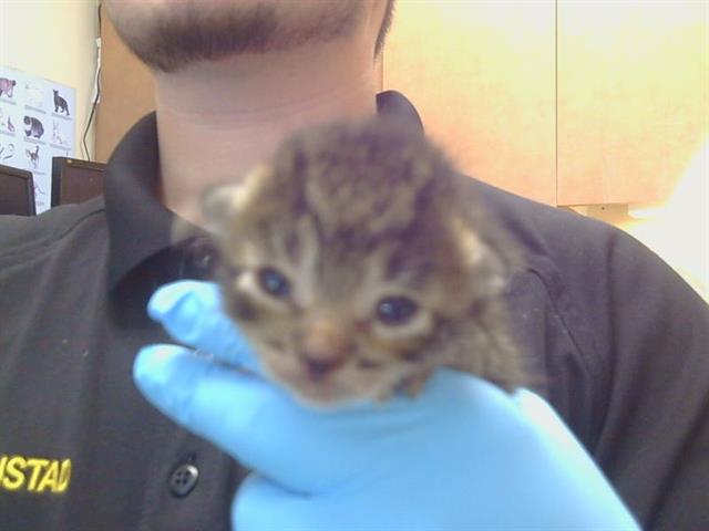 Shelter Stray Male Cat last seen BRADSHAW RD/GOETHE RD, 95827, 3839 Bradshaw Rd, Sacramento, CA 95827, USA