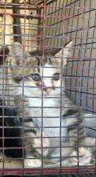 Shelter Stray Female Cat last seen CHEVY CHASE DR/BOWLING GREEN DR, 95823, 3839 Bradshaw Rd, Sacramento, CA 95827, USA