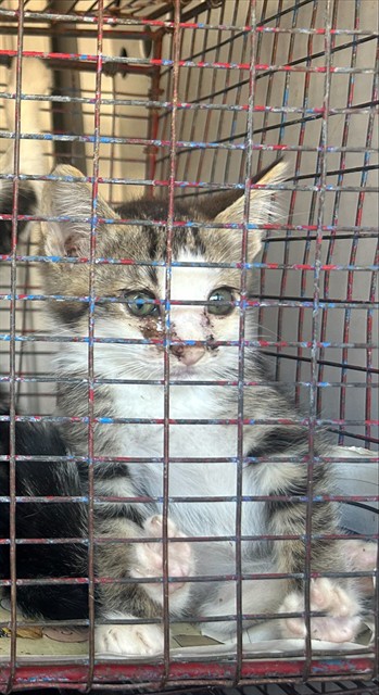 Shelter Stray Female Cat last seen CHEVY CHASE DR/BOWLING GREEN DR, 95823, 3839 Bradshaw Rd, Sacramento, CA 95827, USA