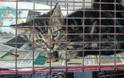 Shelter Stray Female Cat last seen CHEVY CHASE DR/BOWLING GREEN DR, 95823, 3839 Bradshaw Rd, Sacramento, CA 95827, USA