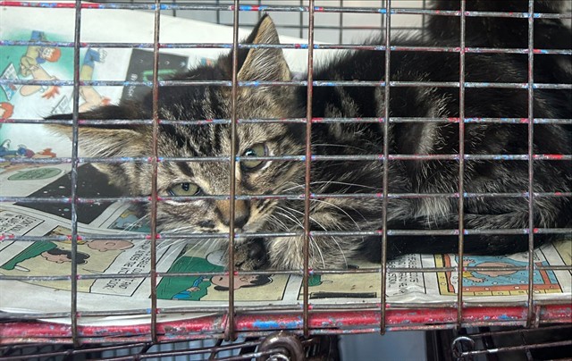 Shelter Stray Female Cat last seen CHEVY CHASE DR/BOWLING GREEN DR, 95823, 3839 Bradshaw Rd, Sacramento, CA 95827, USA
