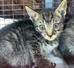Shelter Stray Male Cat last seen CHEVY CHASE DR/BOWLING GREEN DR, 95823, 3839 Bradshaw Rd, Sacramento, CA 95827, USA