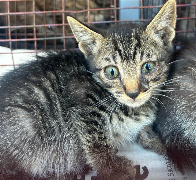 Shelter Stray Male Cat last seen CHEVY CHASE DR/BOWLING GREEN DR, 95823, 3839 Bradshaw Rd, Sacramento, CA 95827, USA