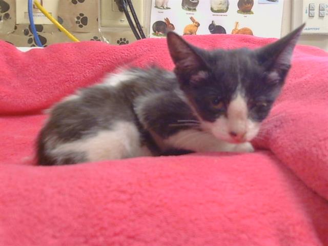Shelter Stray Female Cat last seen MCKINLEY AVE/CLAY STATION RD, 95638, 3839 Bradshaw Rd, Sacramento, CA 95827, USA