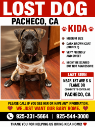 Lost Female Dog last seen 1st ave s & Flame Dr, Pacheco, CA 94553