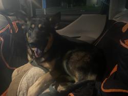 Found/Stray Male Dog last seen Milk Creek, Oregon City, OR 97045