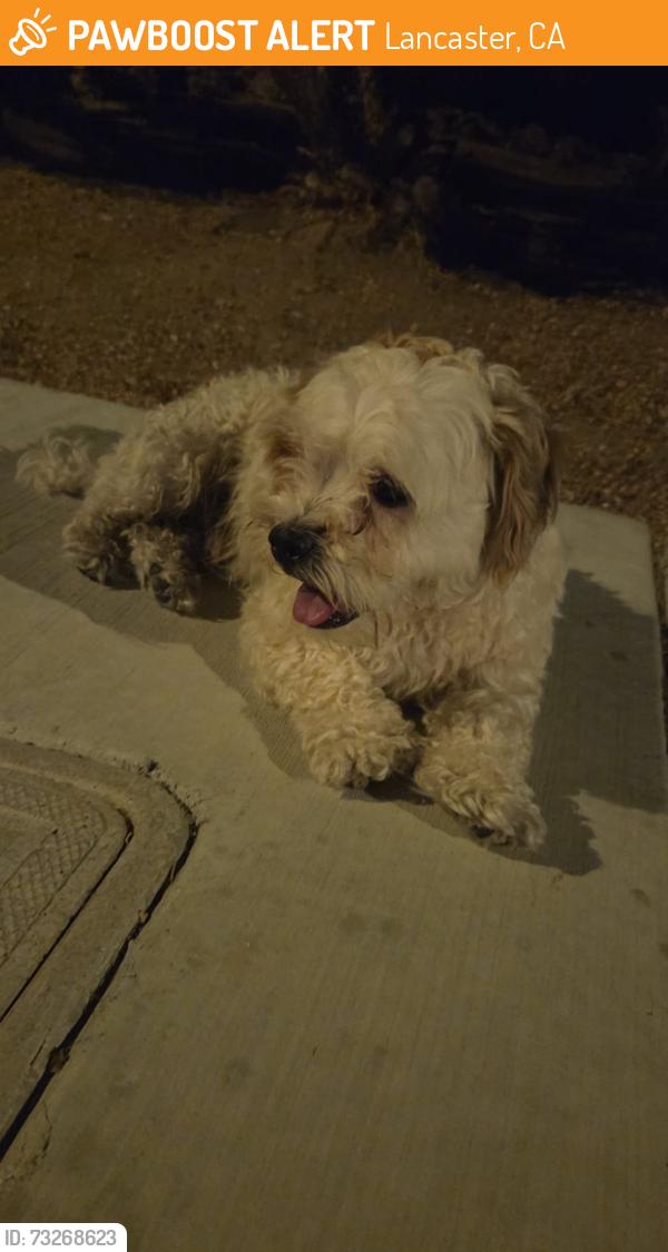 Found/Stray Male Dog last seen Near hemlock ave and la sarra drive, 71st st, Lancaster, CA 93536