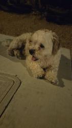 Found/Stray Male Dog last seen Near hemlock ave and la sarra drive, 71st st, Lancaster, CA 93536